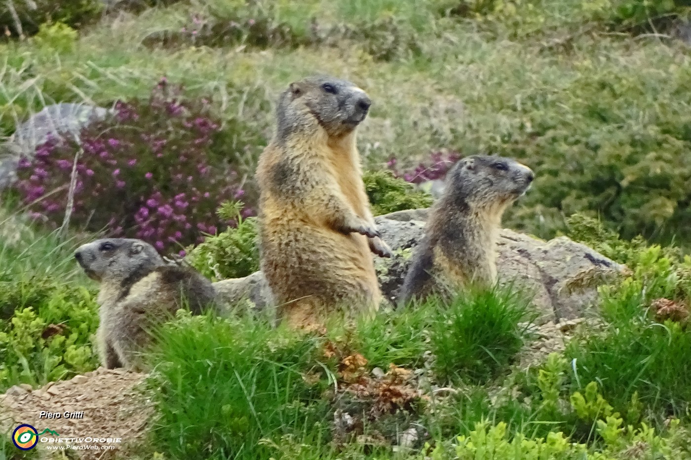 98 Marmotta e marmottini!.JPG -                                